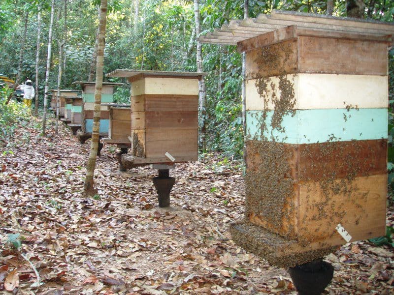 Colmenas de madera pintadas, en hilera bajo los árboles de la selva; al fondo, un apicultor con traje protector